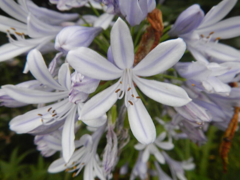 アガパンサス（紫君子蘭）は、春から夏に咲く白や薄紫の花です