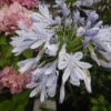 アガパンサスの花