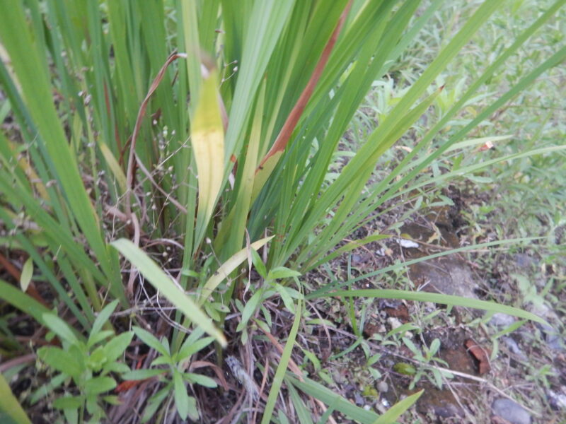 ヒメヒオウギズイセン 姫檜扇水仙 のオレンジ色の花