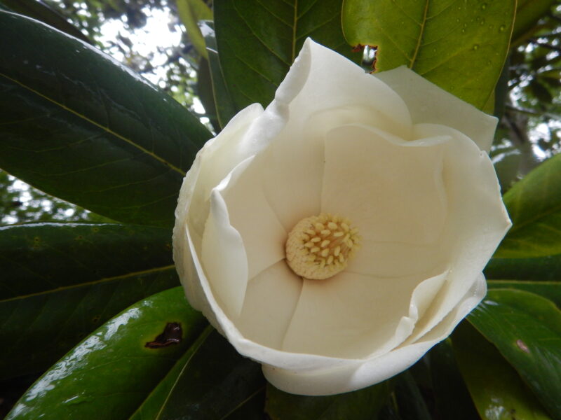 タイサンボク 泰山木 大山木 に咲く白く大きな花