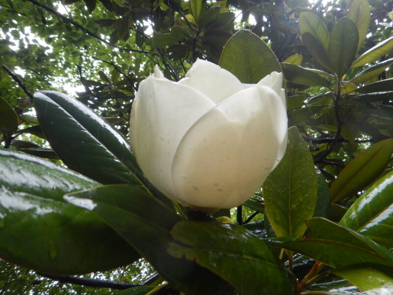 タイサンボク 泰山木 大山木 に咲く白く大きな花