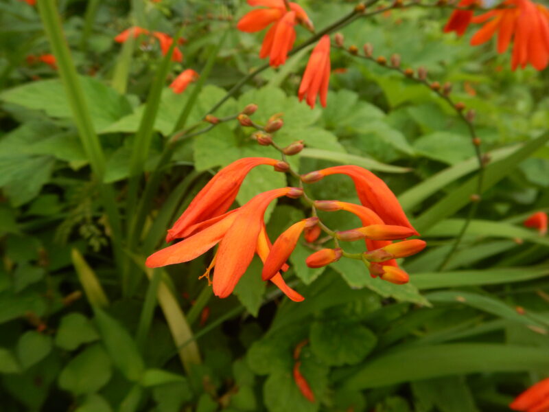 ヒメヒオウギズイセン 姫檜扇水仙 のオレンジ色の花