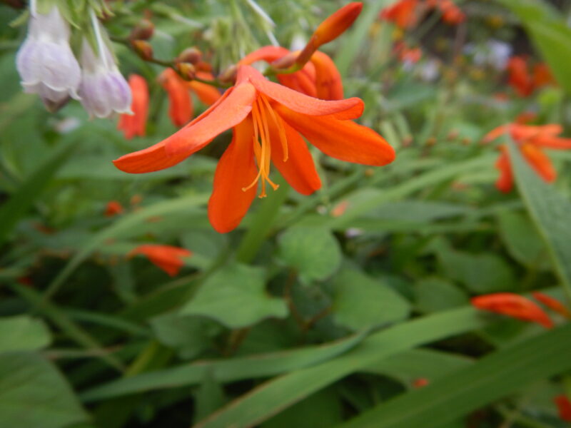ヒメヒオウギズイセン 姫檜扇水仙 のオレンジ色の花