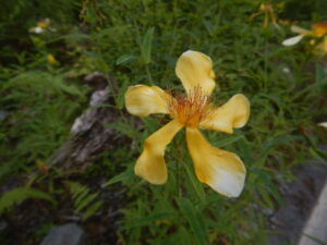 トモエソウの花