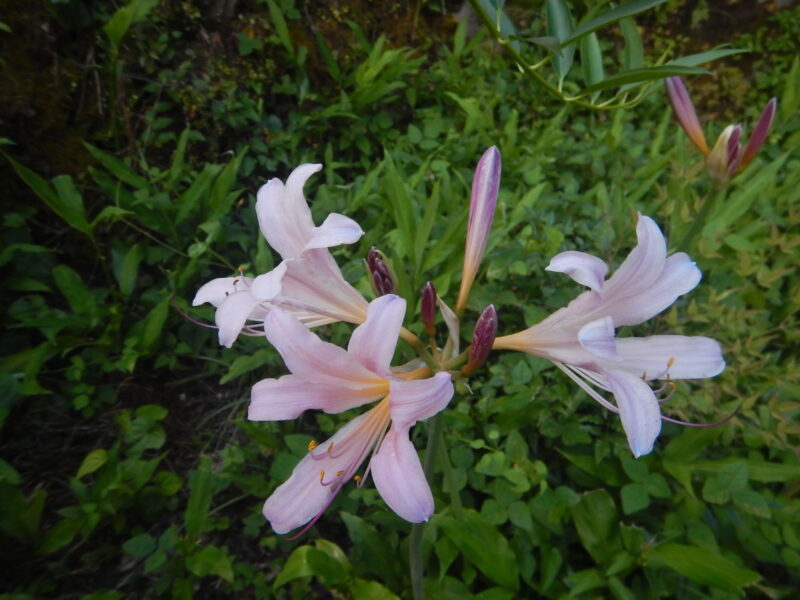 夏に咲くナツズイセン 夏水仙 は ユリににたピンクの花です