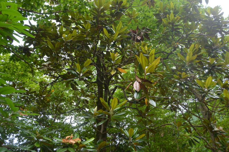 タイサンボクの樹