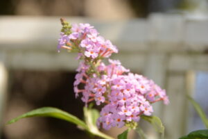 フサフジウツギの花