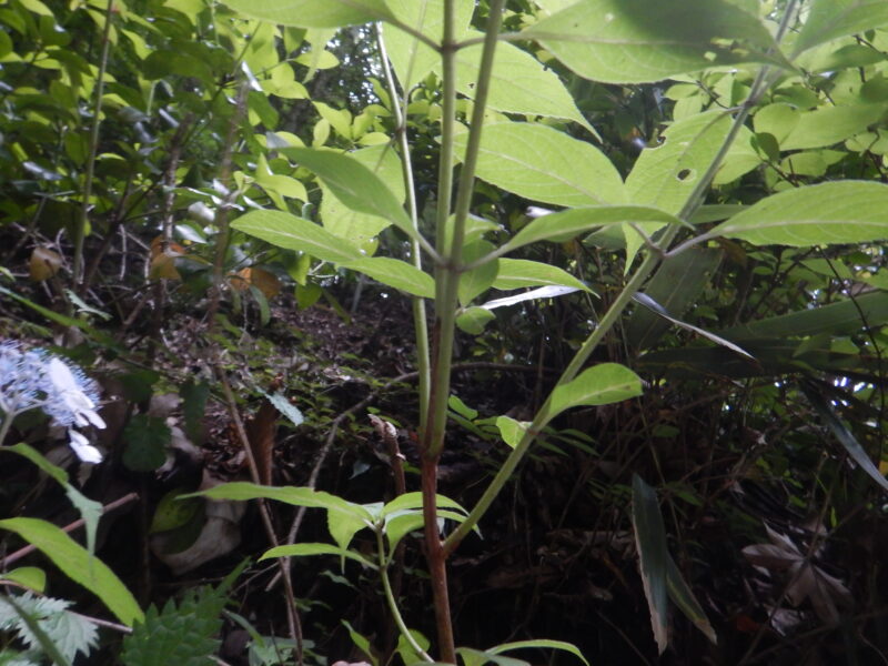 ガクアジサイの葉と茎