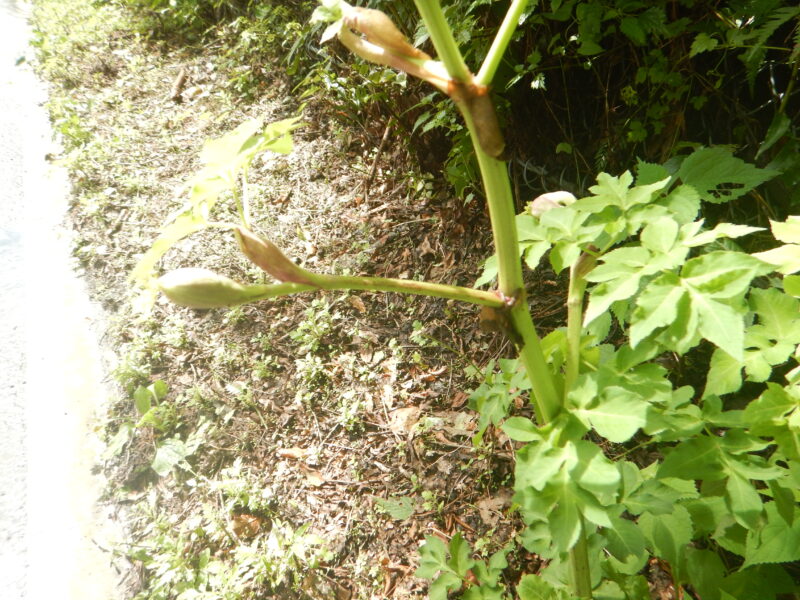 シシウドの茎