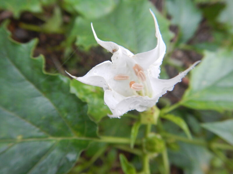 シロバナヨウシュチョウセンアサガオの白い花と トゲに覆われた実