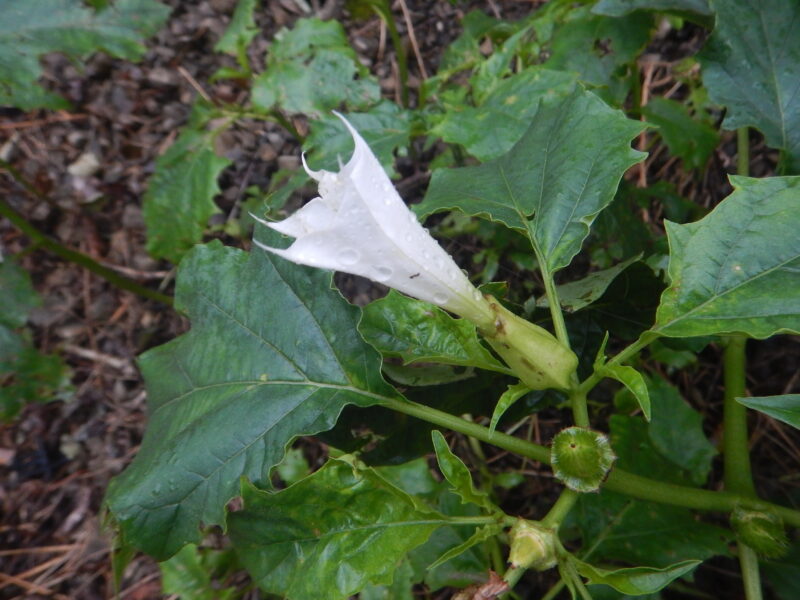 シロバナチョウセンアサガオの花