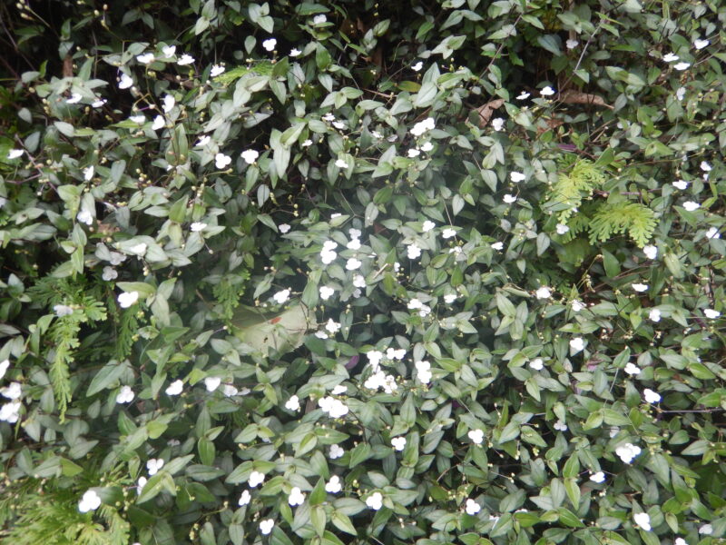 ブライダルベールの白い花