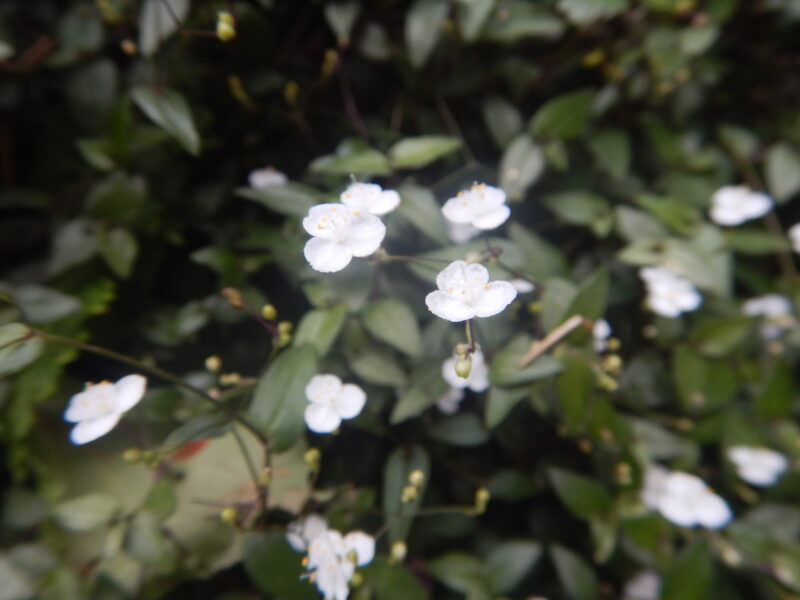 ブライダルベールの花