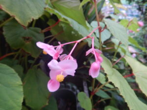 シュウカイドウの花