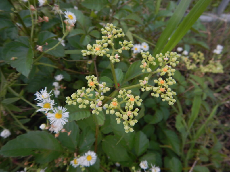 ヤブガラシ 藪枯 のオレンジの花