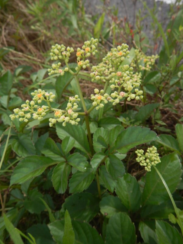 ヤブガラシ 藪枯 のオレンジの花