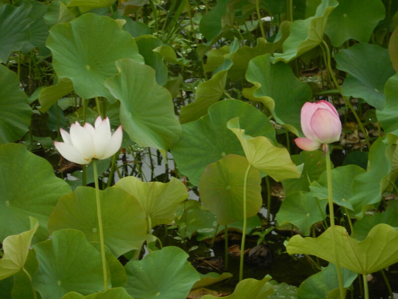 池に咲く蓮の花