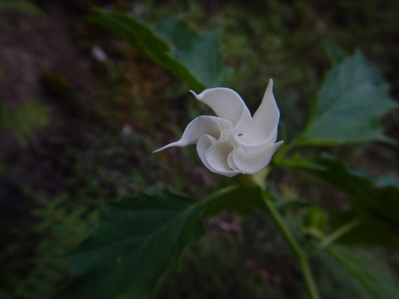 シロバナヨウシュチョウセンアサガオ 白花洋種朝鮮朝顔 の白い花