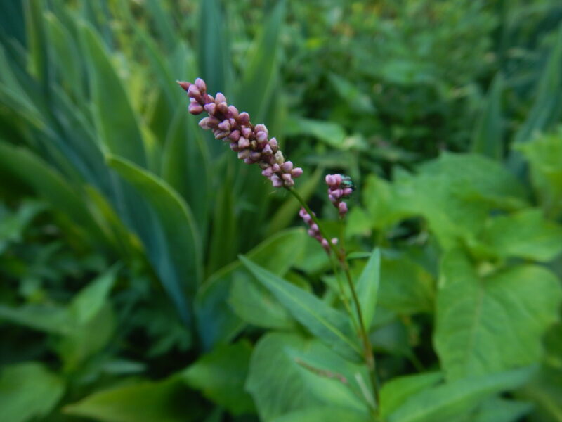イヌタデ 犬蓼 の赤い花がさいています