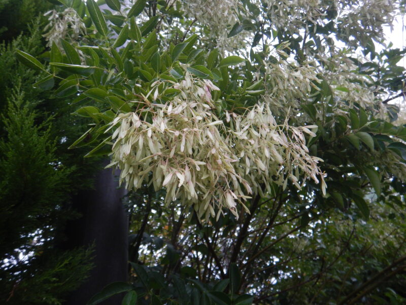 シマトネリコは白い花が咲き たくさんの羽根のある実をつけます