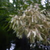 シマトネリコ