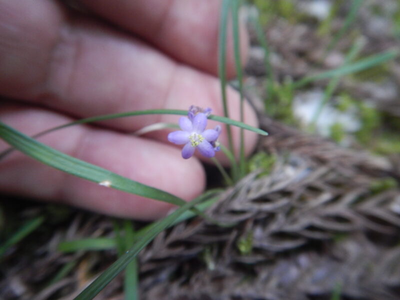 ヒメヤブランの紫の花 ヤブラン ジャノヒゲとの違い