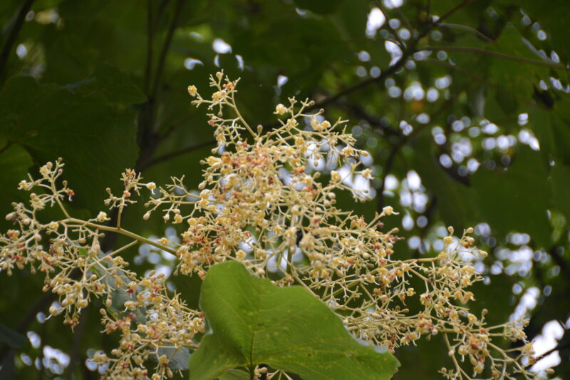 アオギリ 青桐 の大きな花