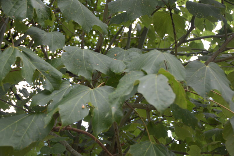 アオギリの葉
