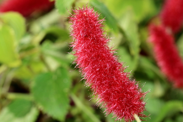 キャッツテールの赤い花