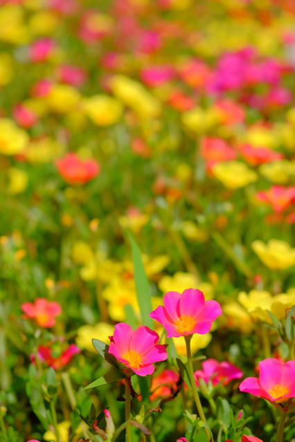 ハナスベリヒユの花