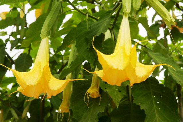 キダチチョウセンアサガオ（木立朝鮮朝顔）の花