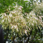 シマトネリコ
