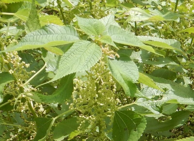 カラムシ（茎蒸）に花序で咲く白い花