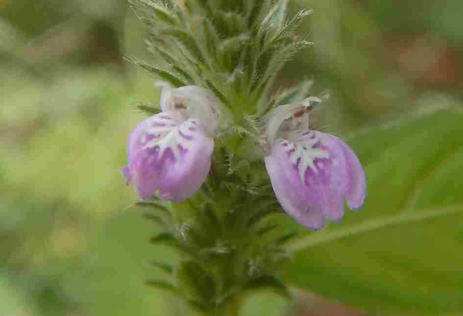 8 10月に紫いろの花を咲かせるキツネノマゴ 狐の孫