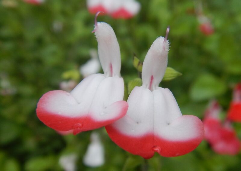 コンパニオン効果がある チェリーセージの赤と白の花