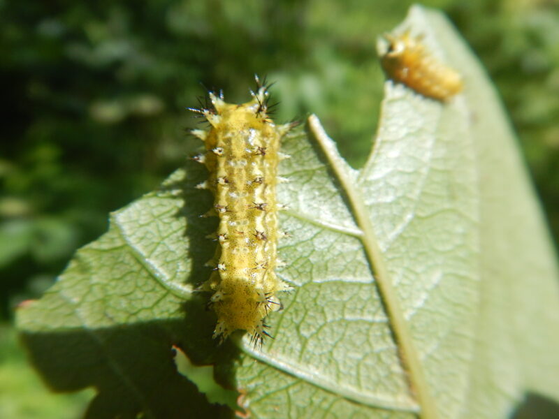 カキノキ 柿の木 の葉を食べるイラガの幼虫