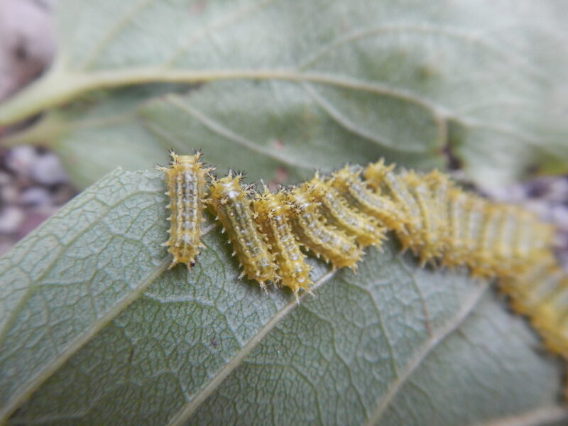 カキノキ 柿の木 の葉を食べるイラガの幼虫