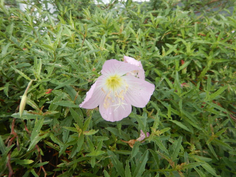 モモイロヒルザキツキミソウの花
