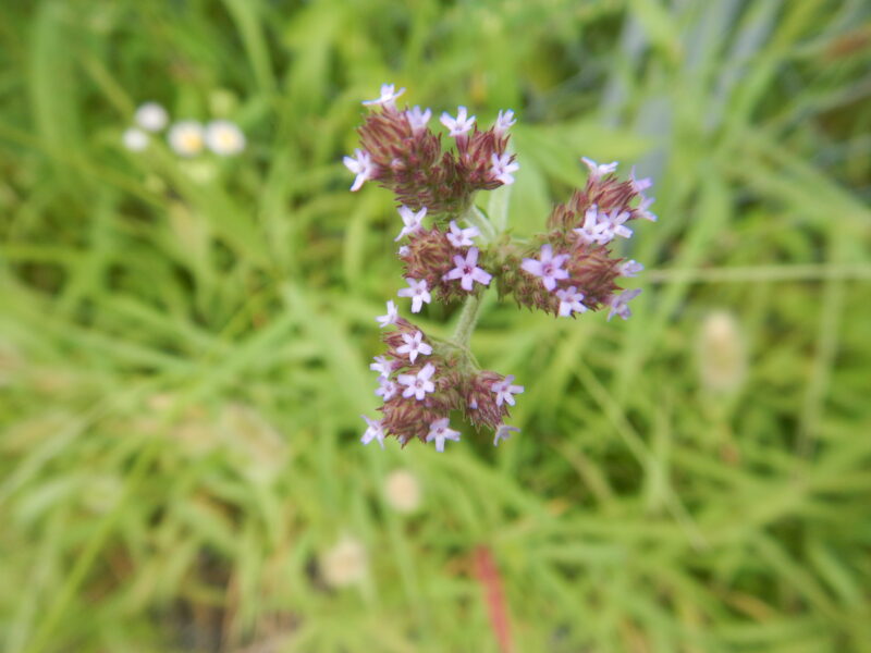 道端で咲くアレチハナガサ 荒地花笠 の紫の花