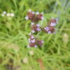 アレチハナガサの花