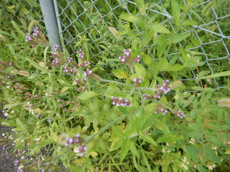 道端で咲くアレチハナガサ 荒地花笠 の紫の花