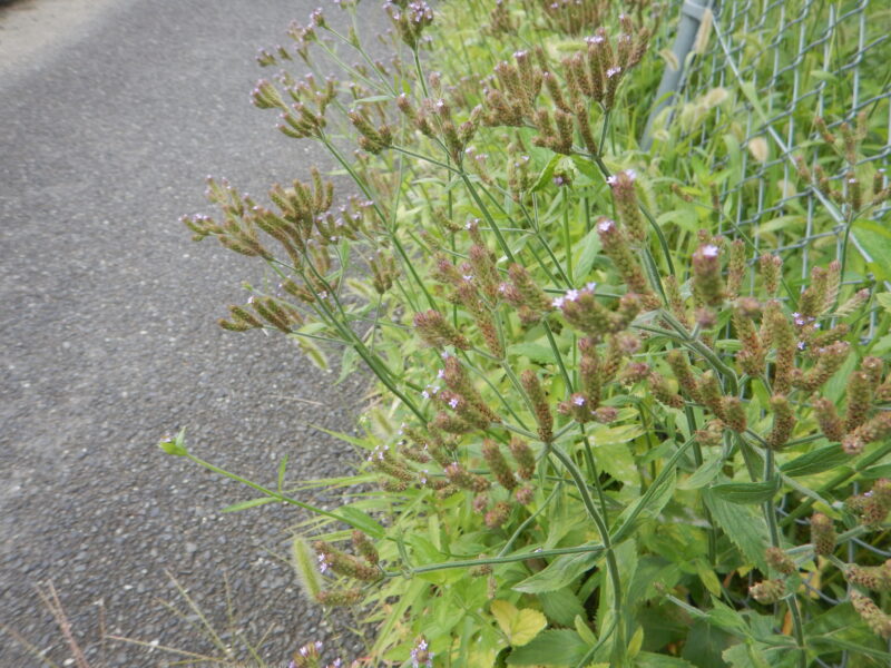 道端で咲くアレチハナガサ 荒地花笠 の紫の花