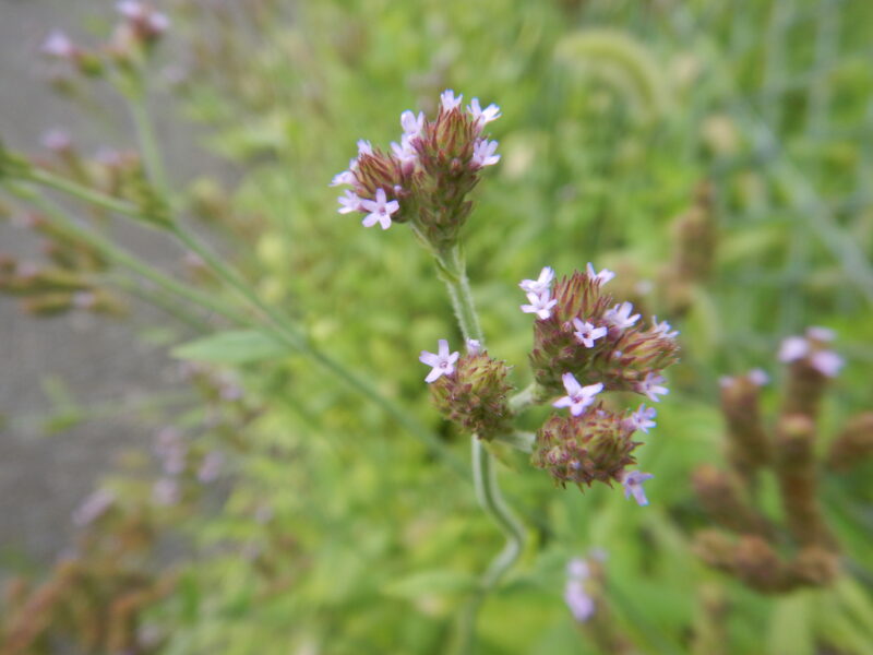 道端で咲くアレチハナガサ 荒地花笠 の紫の花