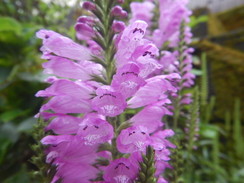 ハナトラノオ 花虎の尾 のピンクの花