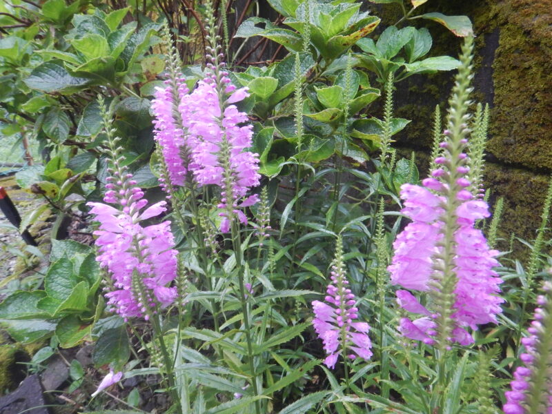 ハナトラノオ 花虎の尾 のピンクの花