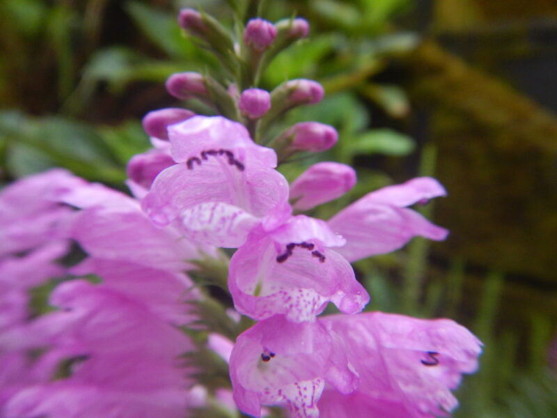 ハナトラノオ 花虎の尾 のピンクの花