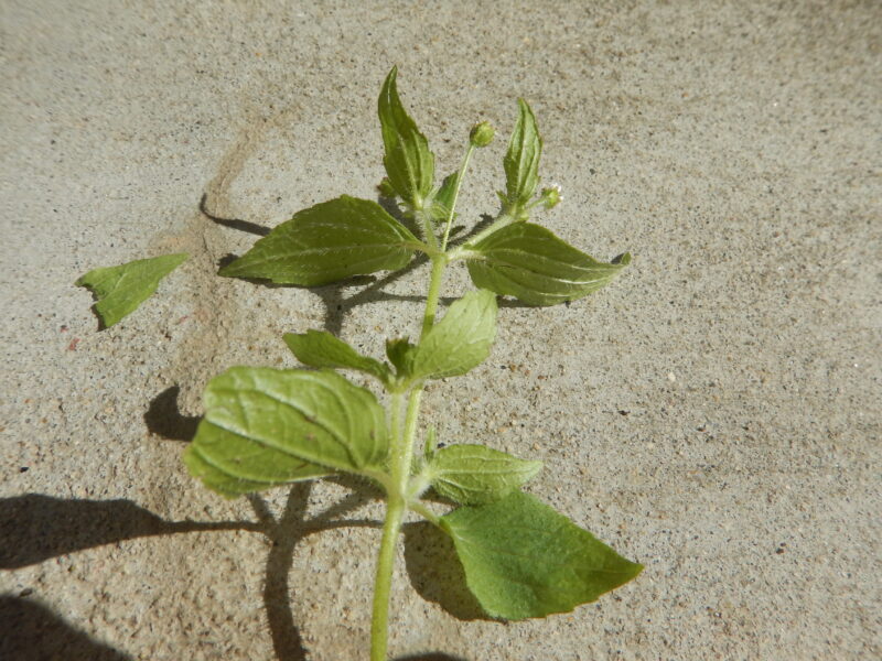 ハキダメギクの葉と茎