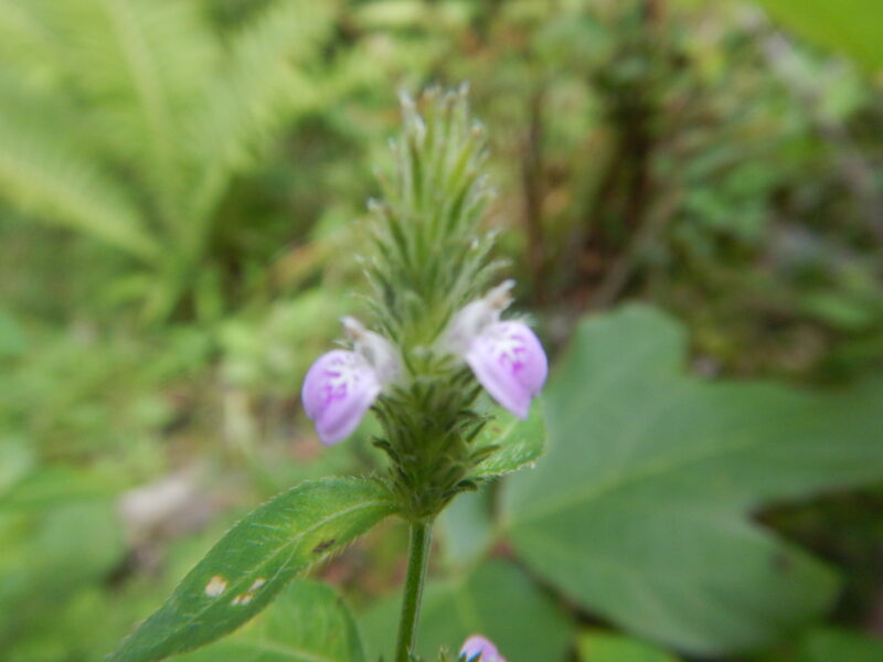 キツネノマゴの花