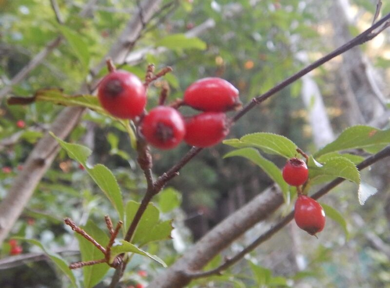 春に白い花が咲き 秋に赤い実をつけるカマツカ 鎌柄