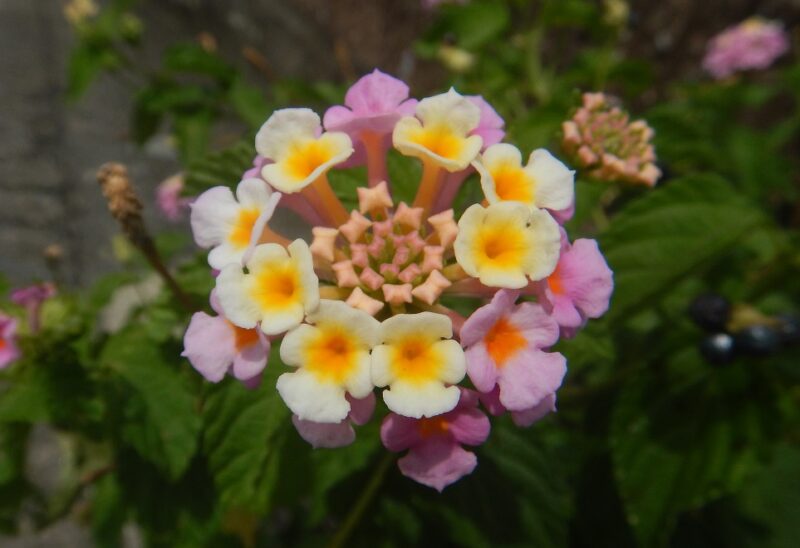 花のいろが変化し 黒い実をつけるランタナ 七変化